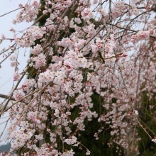 法善寺しだれ桜