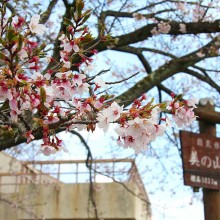 美の山桜