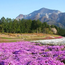 羊山公園・芝桜の丘