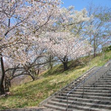 美の山桜