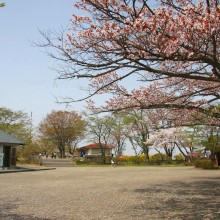 美の山桜