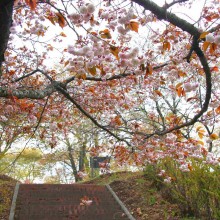 美の山桜