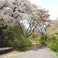 美の山桜