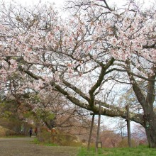 美の山桜