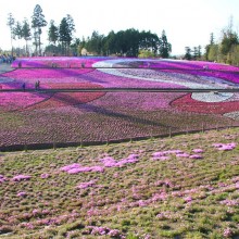 羊山公園・芝桜の丘