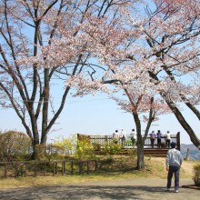 美の山桜