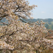 美の山桜