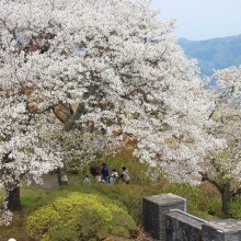 美の山桜