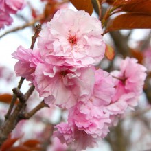 美の山桜