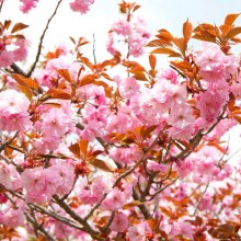 美の山桜・イモセ
