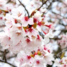 美の山桜