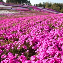 羊山公園・芝桜の丘