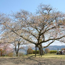 美の山桜