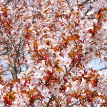 美の山桜