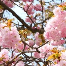 美の山桜