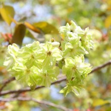 美の山桜・御衣黄