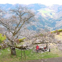 美の山桜