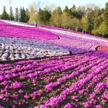 羊山公園・芝桜の丘