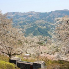 美の山桜