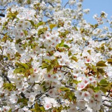 美の山桜