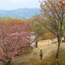 美の山桜