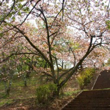 美の山桜