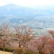 美の山桜