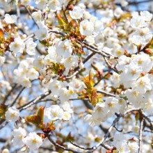 美の山桜