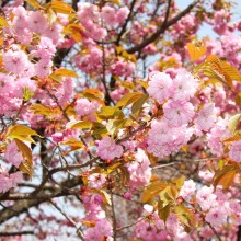 美の山桜・イモセ