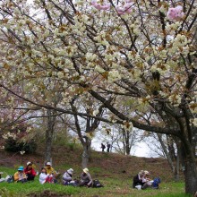 美の山桜