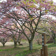 美の山桜