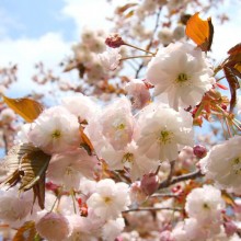 美の山桜・バイゴジジュズカケザクラ