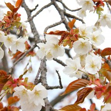 美の山桜