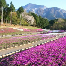 羊山公園・芝桜の丘