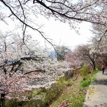 美の山桜