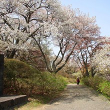 美の山桜