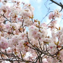 美の山桜