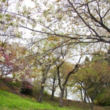 美の山桜