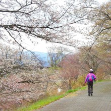 美の山桜