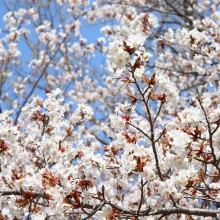 美の山桜