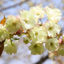 美の山桜・ウコン