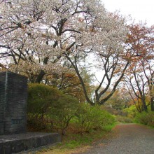 美の山桜