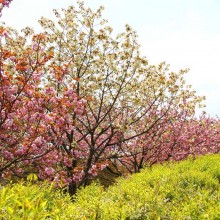 美の山桜