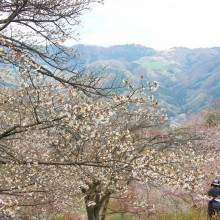 美の山桜