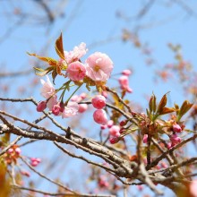 美の山桜