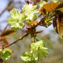 美の山桜・御衣黄