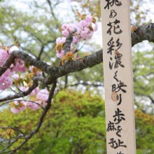 美の山桜まつり