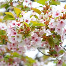 美の山桜