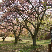 美の山桜