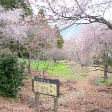 美の山桜